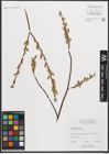 Foto von Salix petiolaris Sm.